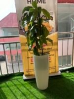 FLOWER PLANT (003) - Image 3