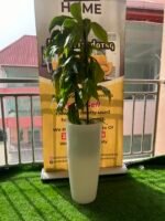 FLOWER PLANT (003) - Image 4