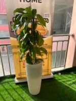 FLOWER PLANT (003) - Image 2