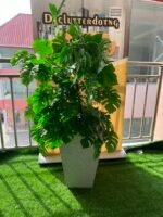 FLOWER PLANT (004) - Image 2