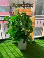FLOWER PLANT (004) - Image 3