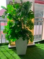 FLOWER PLANT (004) - Image 4